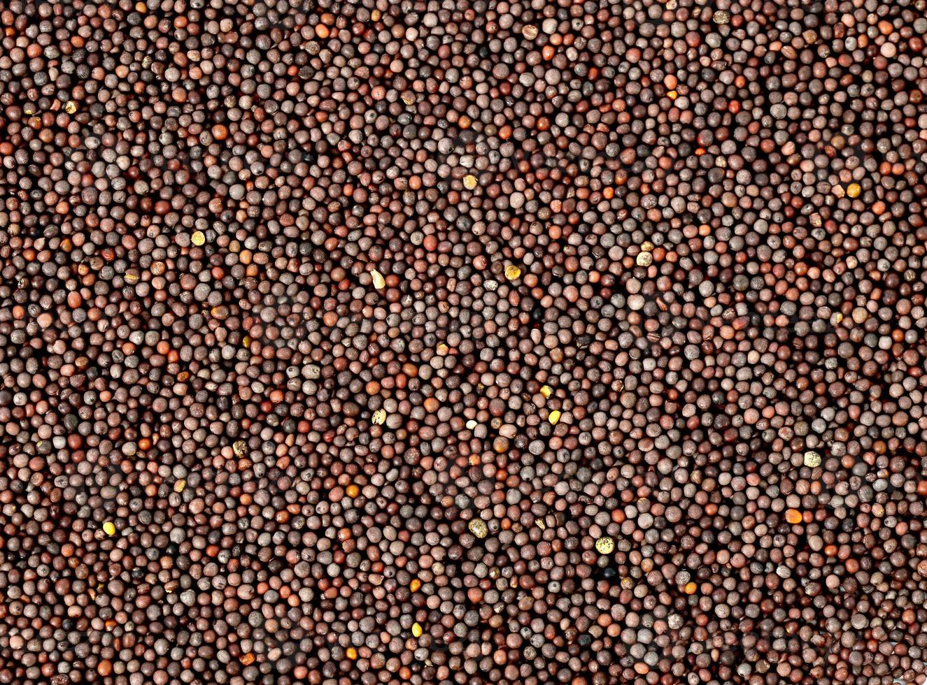 Semillas de mostaza marrón sobre un fondo blanco. foto