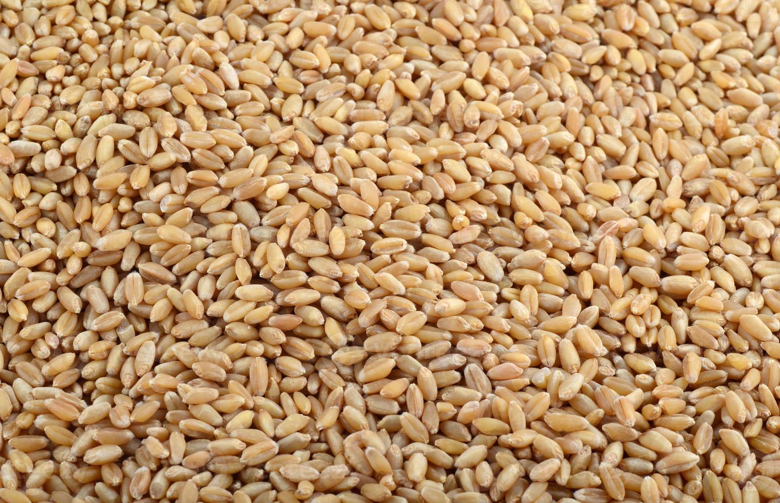 Wheat grains as agricultural background. close up. photo