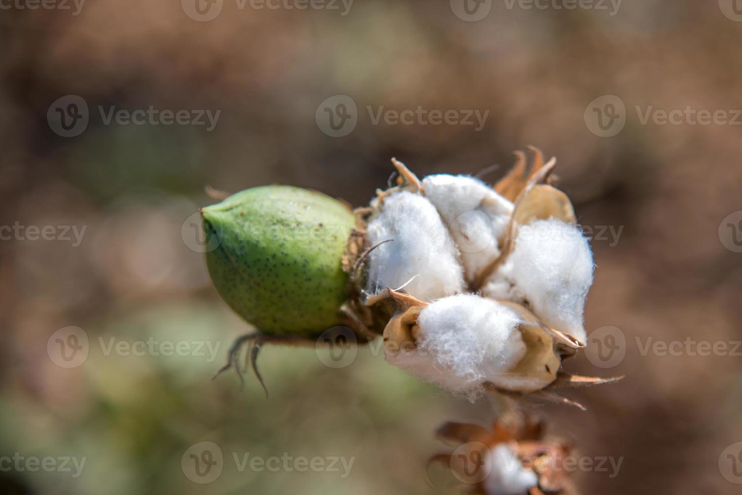 Cotton farm field, Close up of cotton balls and flowers. photo