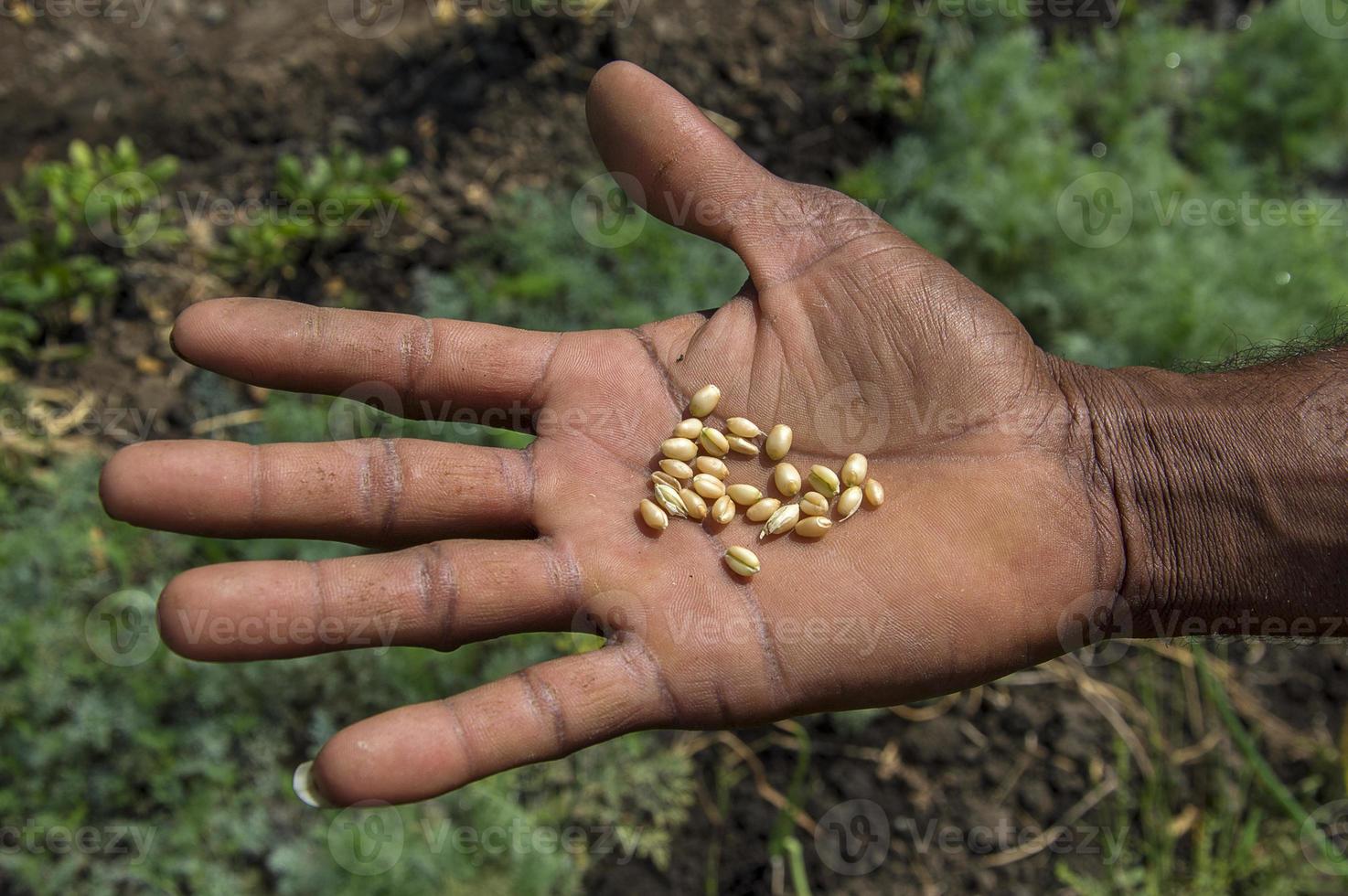 Cerca de las manos del agricultor sosteniendo granos de trigo foto