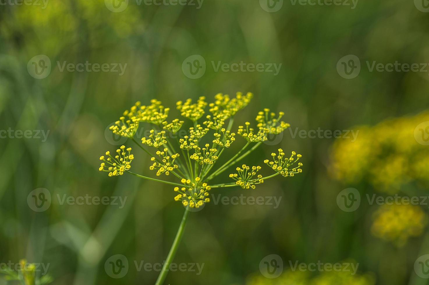 Flower of green dill Anethum graveolens grow in agricultural field. photo