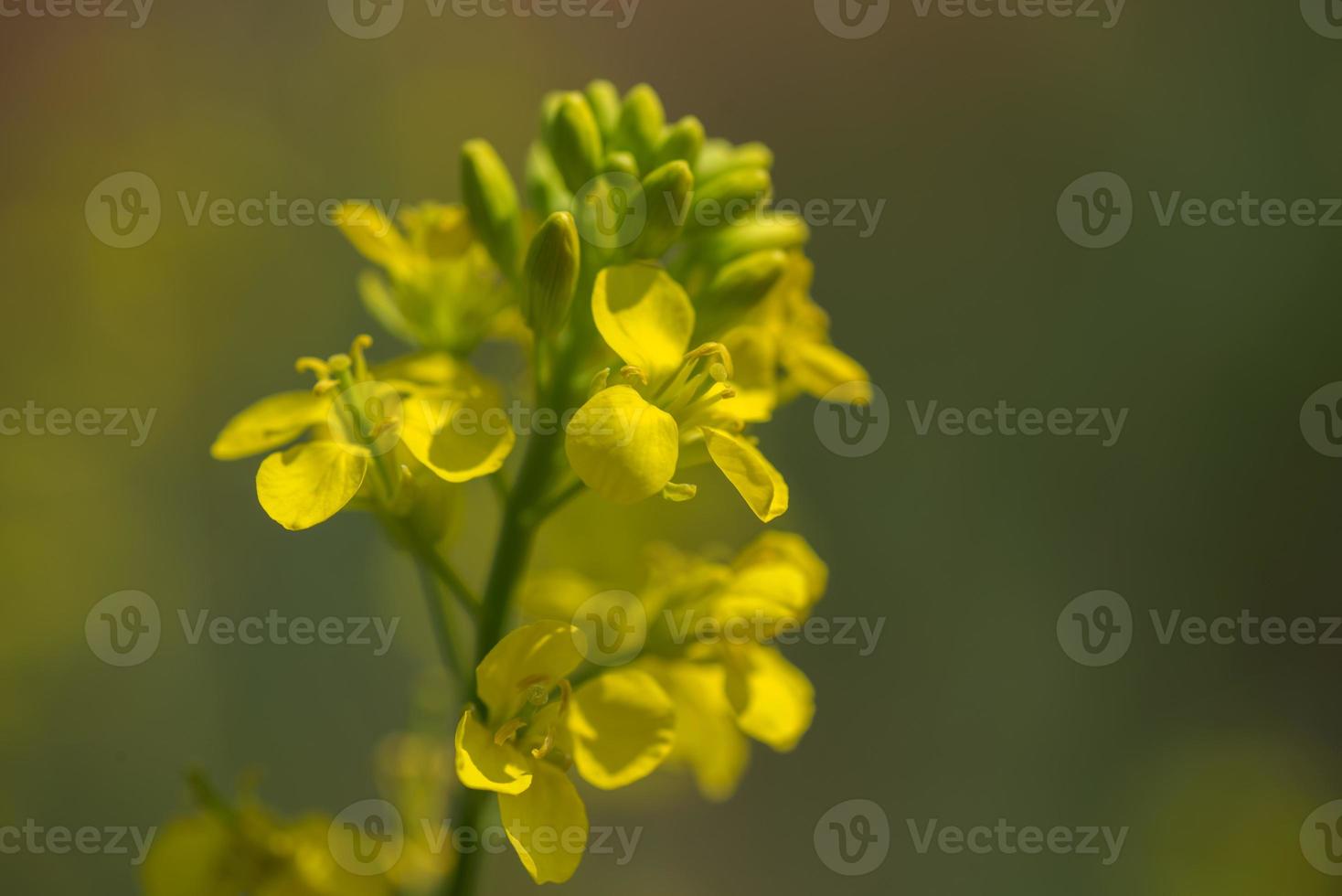 flores de mostaza que florecen en la planta en el campo agrícola con vainas. de cerca. foto
