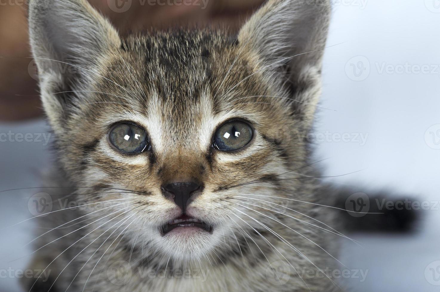 Gray striped Kitten on a white background, Small predator, photo