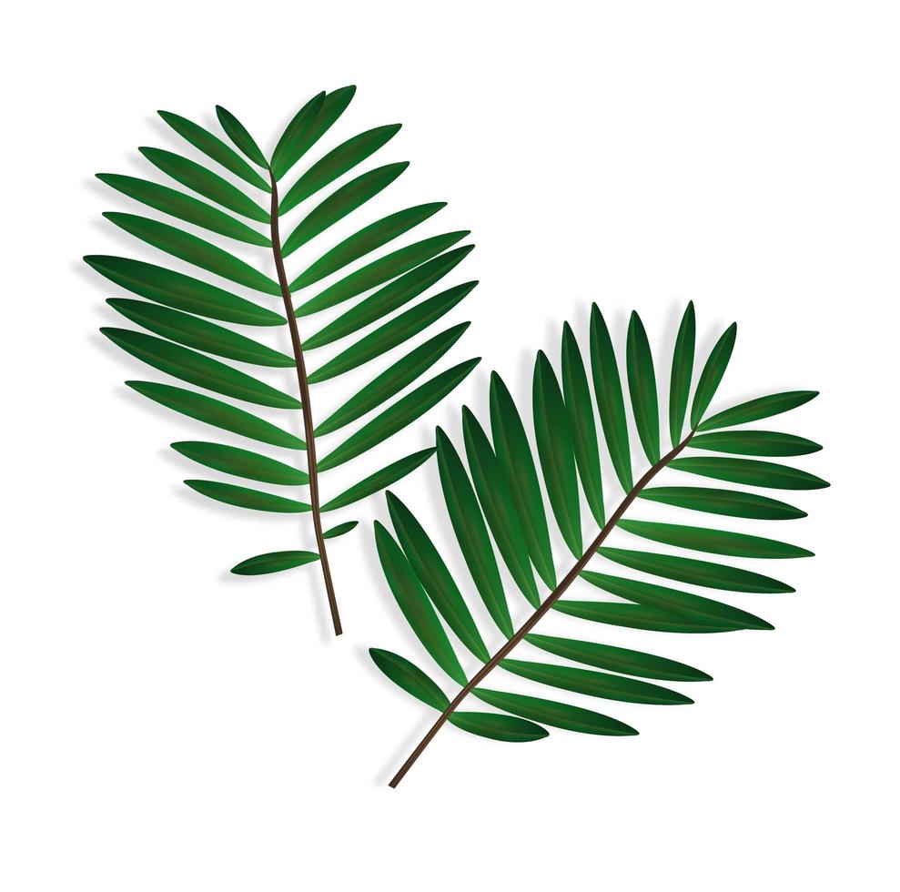 Ilustración realista de la rama de palma en colores verdes y vibrantes. es aplicable para la decoración de materiales impresos, diseño, decoración. dos ramas con sombras. vector
