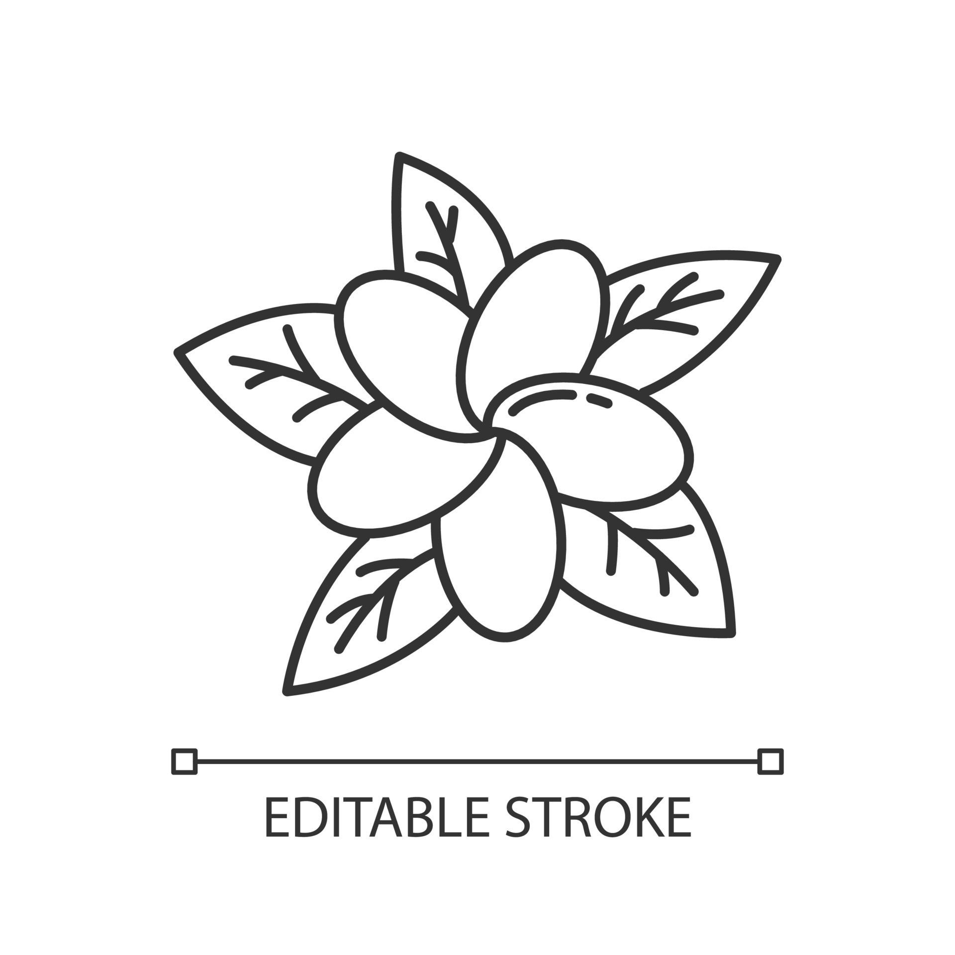 Plumeria linear light icon. Exotic region flowers. Flora of Indonesia.  Tropical plants. Blossom of frangipani. Thin line illustration. Contour  symbol. Vector isolated outline drawing. Editable stroke 4985675 Vector Art  at Vecteezy