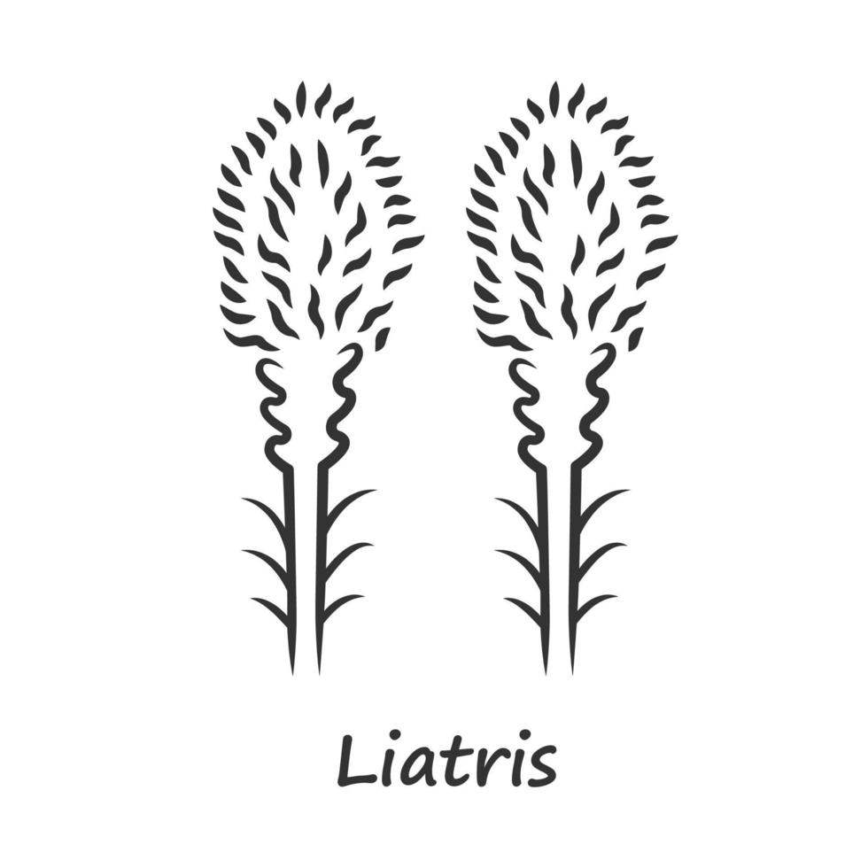 Liatris linear icon. Thin line illustration. Blazing star blooming flower with name inscription. Dwarf gayfeather garden plant. Wildflower. Spring blossom. Contour symbol. Vector isolated drawing