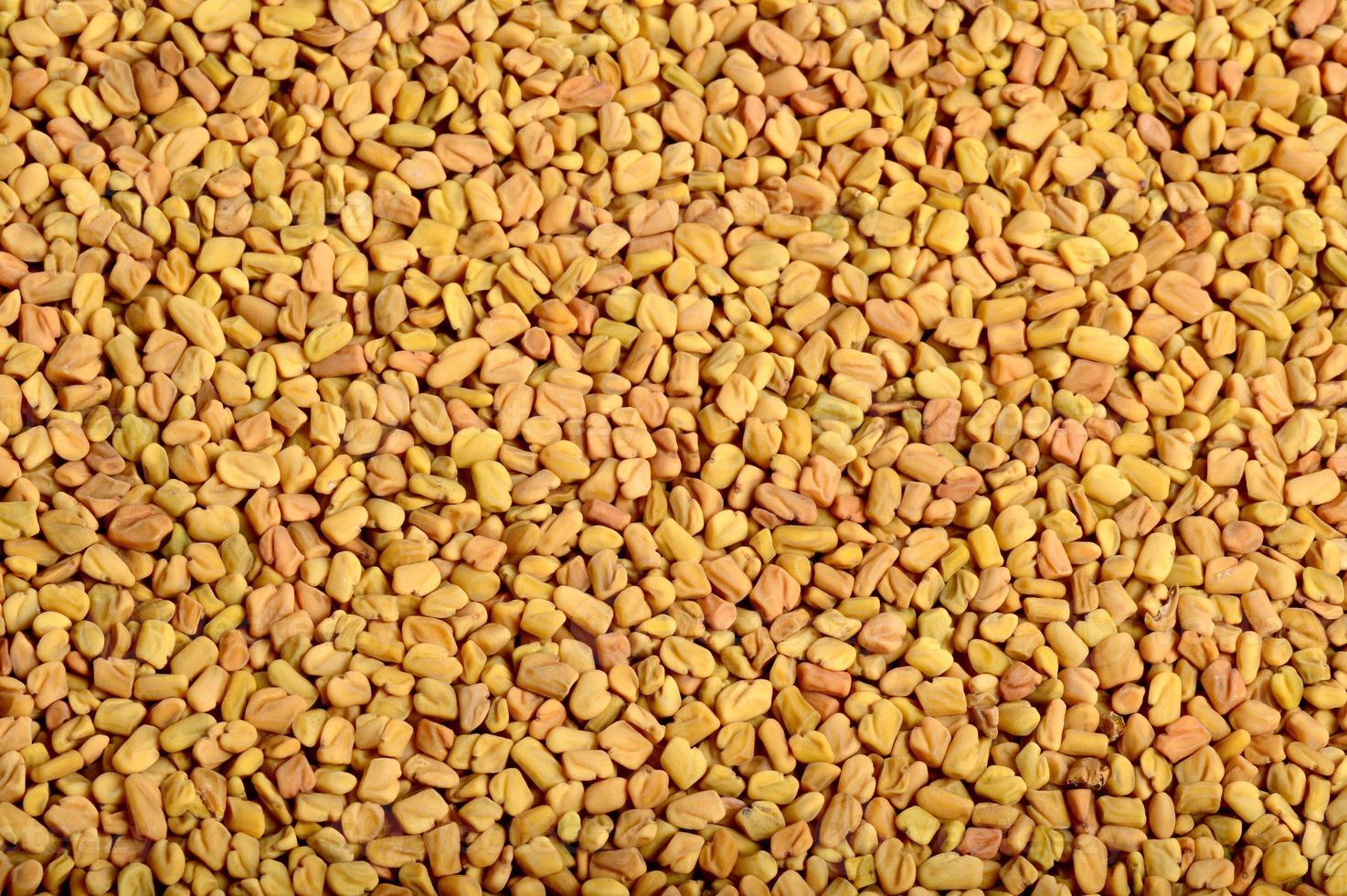 Fenugreek seeds as background. Close up texture photo