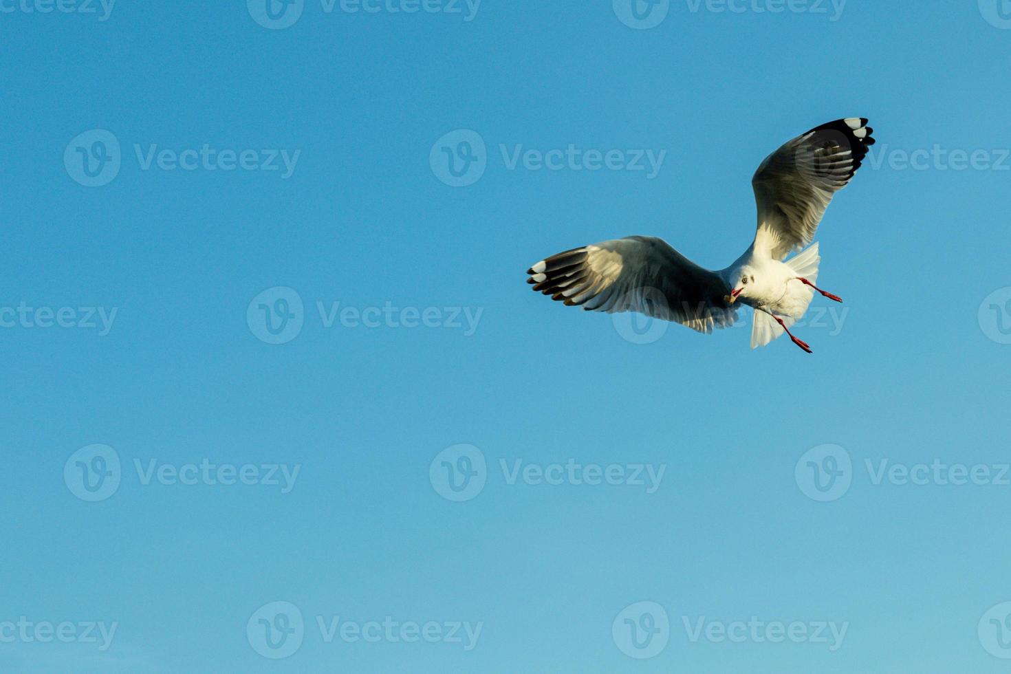 centrarse en la gaviota en movimiento. gaviota evacuar el frío del hemisferio norte a bangpu, samutprakarn, tailandia durante el invierno de noviembre a marzo. foto