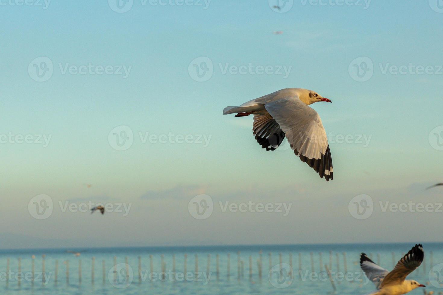 Focus on moving Seagull. Seagull evacuate the cold from the northern hemisphere to bangpu, Samutprakarn, Thailand during winter on November to March. photo