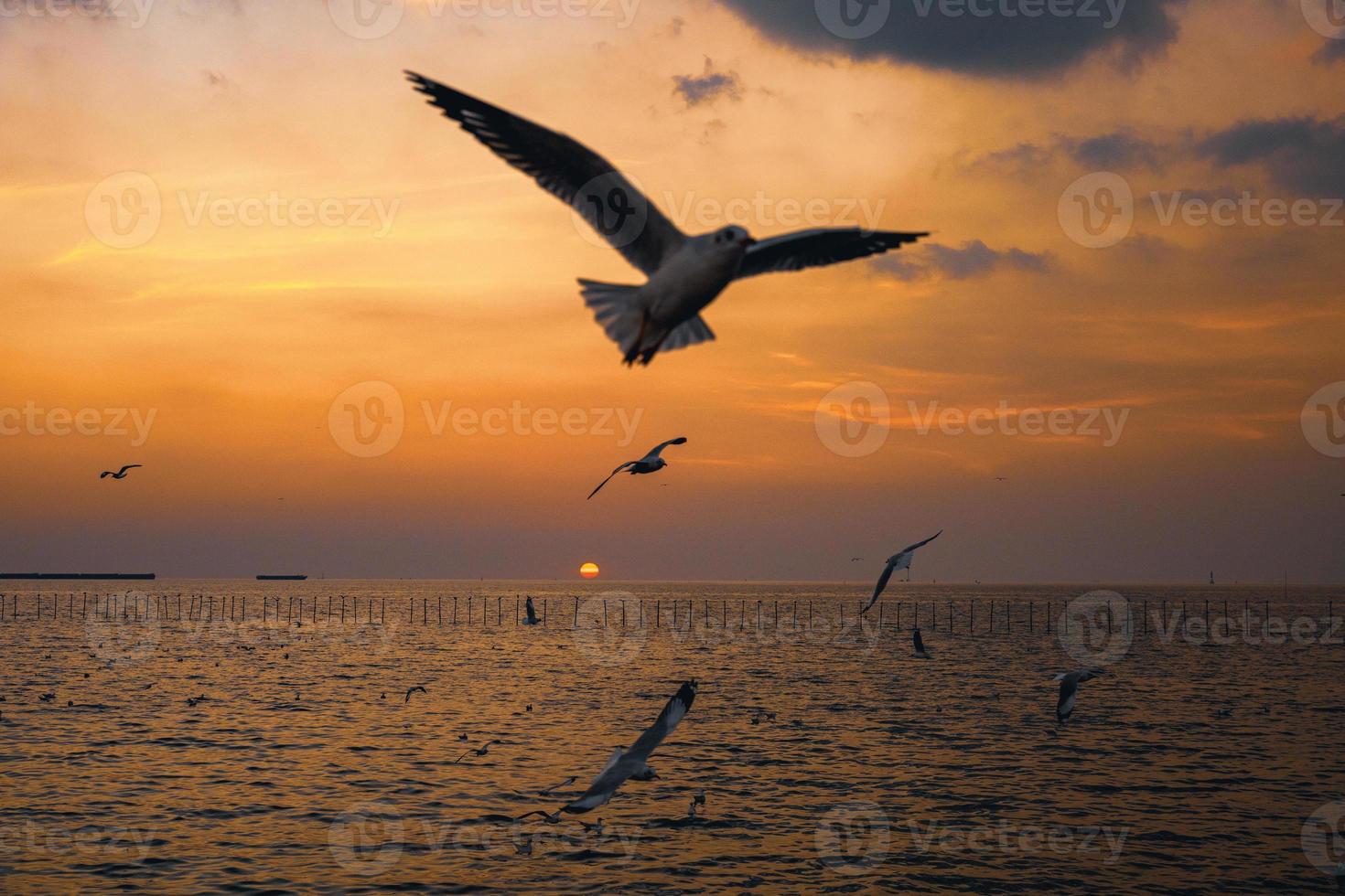 centrarse en la gaviota en movimiento. gaviota evacuar el frío del hemisferio norte a bangpu, samutprakarn, tailandia durante el invierno de noviembre a marzo. foto