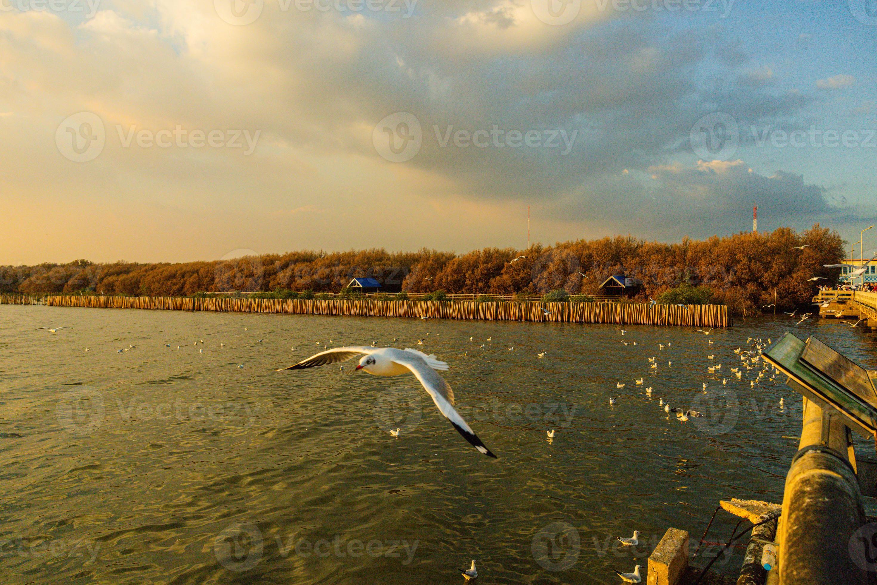 Focus on moving Seagull. Seagull evacuate the cold from the northern hemisphere to bangpu, Samutprakarn, Thailand during winter on November to March. photo