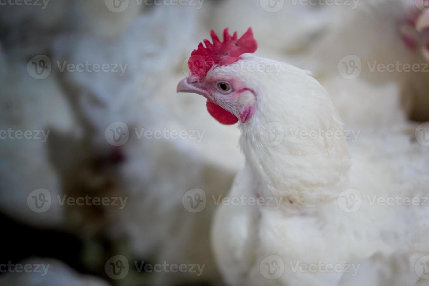 Negocio de granjas de pollos de engorde de aves de corral con un grupo de pollos blancos en una granja de viviendas modernas. foto