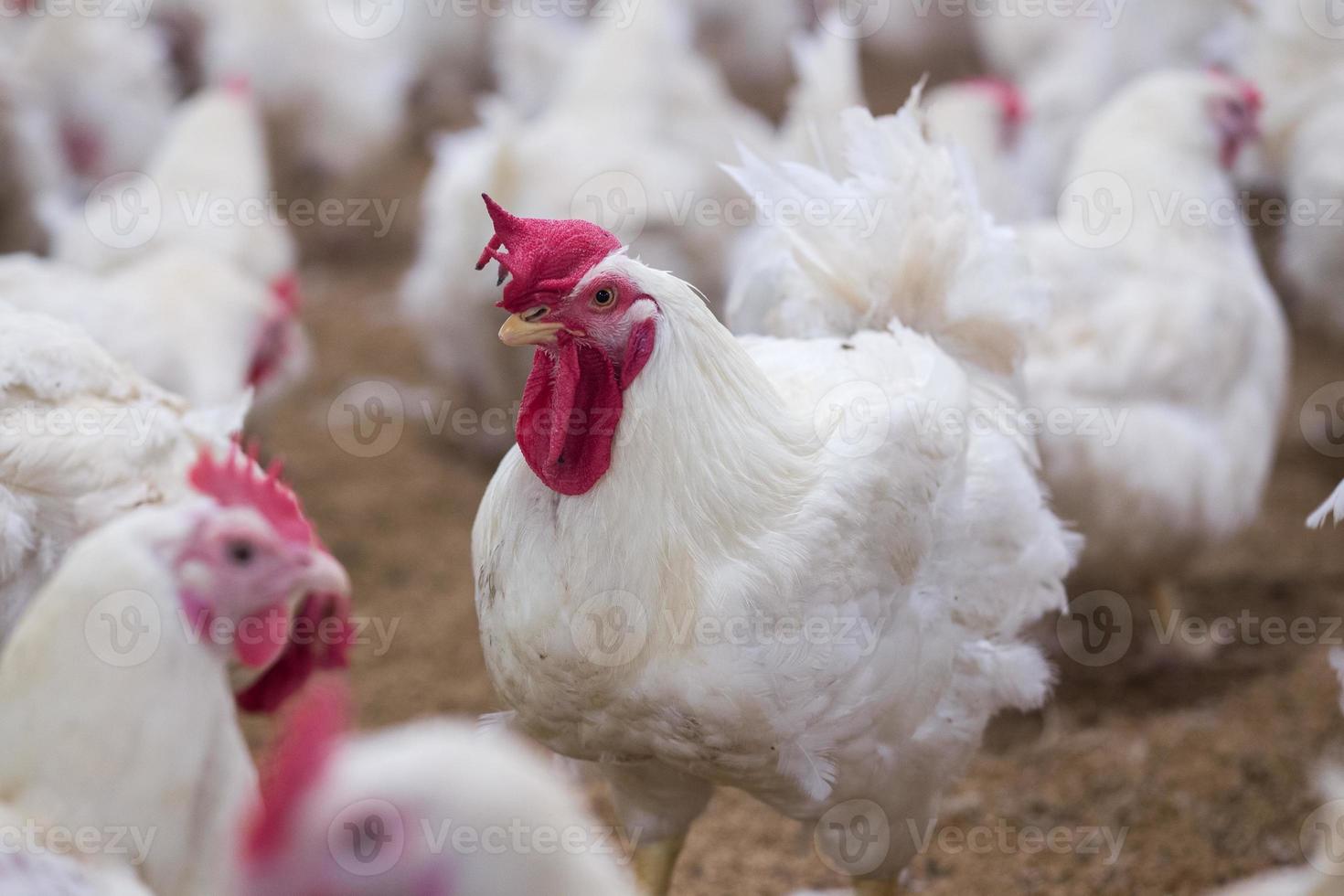 Negocio de granjas de pollos de engorde de aves de corral con un grupo de pollos blancos en una granja de viviendas modernas. foto