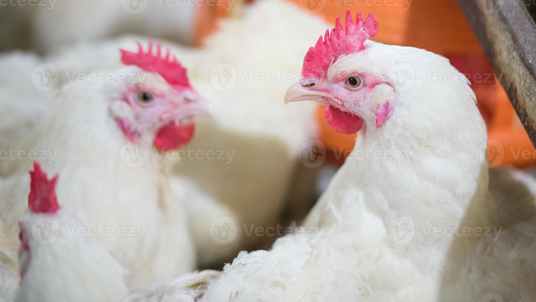 Negocio de granjas de pollos de engorde de aves de corral con un grupo de pollos blancos en una granja de viviendas modernas. foto