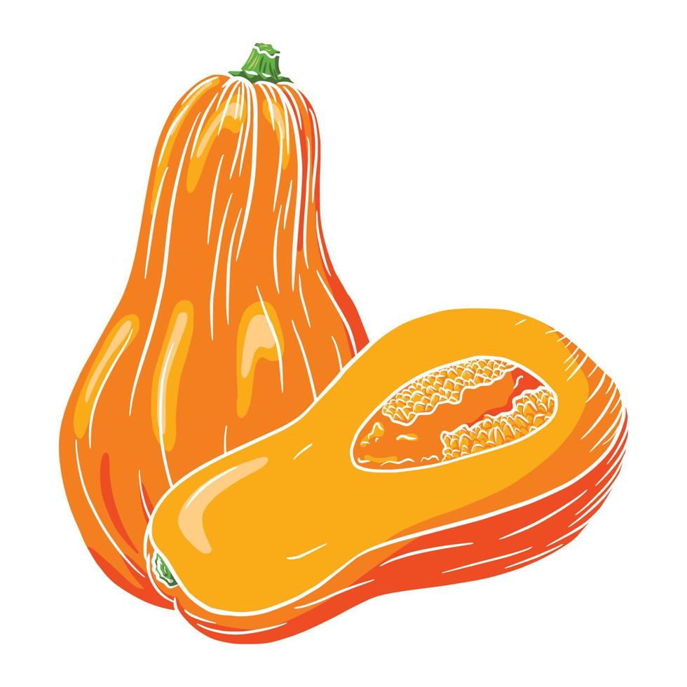 Butternut Squash Illustration. Autumn pumpkin Icon. Fresh gourd sketch. Element for autumn decorative design, halloween invitation, harvest, sticker, print, logo, menu, recipe vector