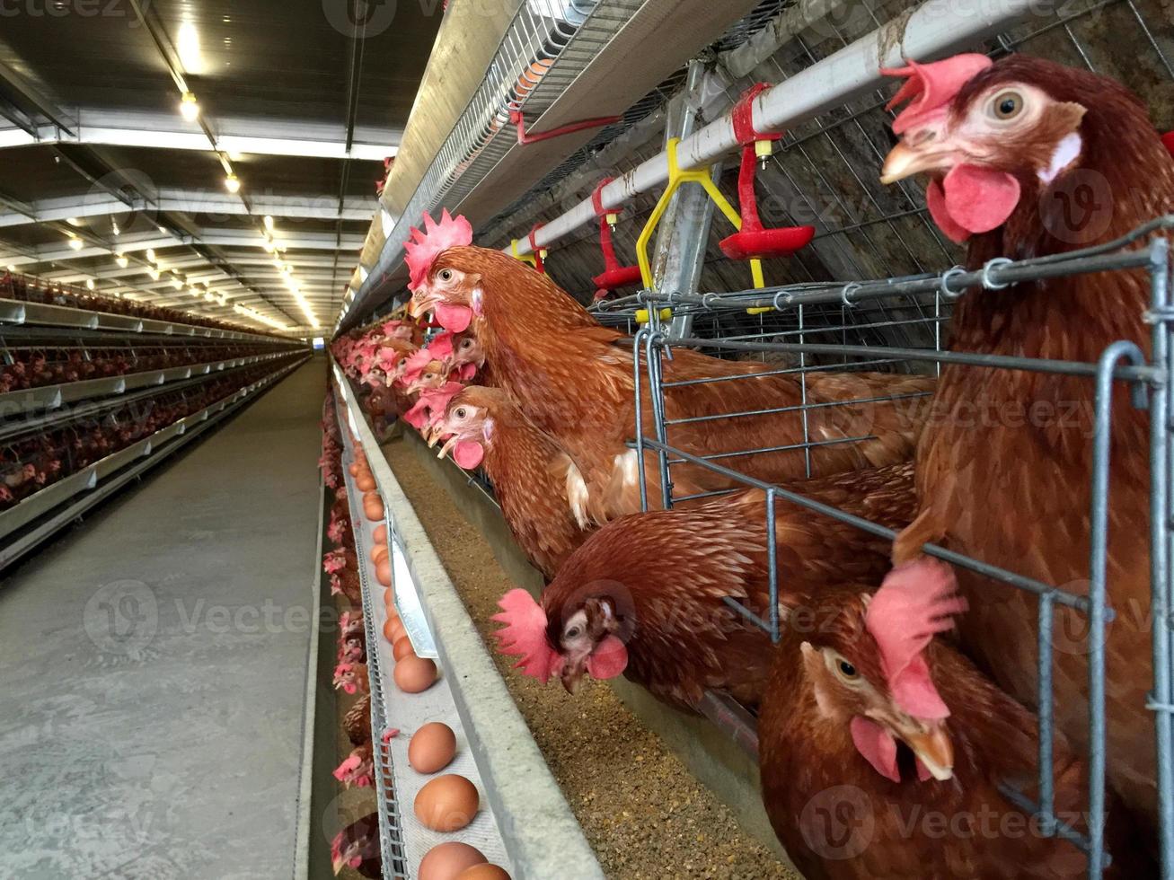 battery cage of Layer Chickens with Multilevel production line conveyor production line of chicken eggs of a poultry farm, Layer Farm housing, Agriculture technological equipment factory photo