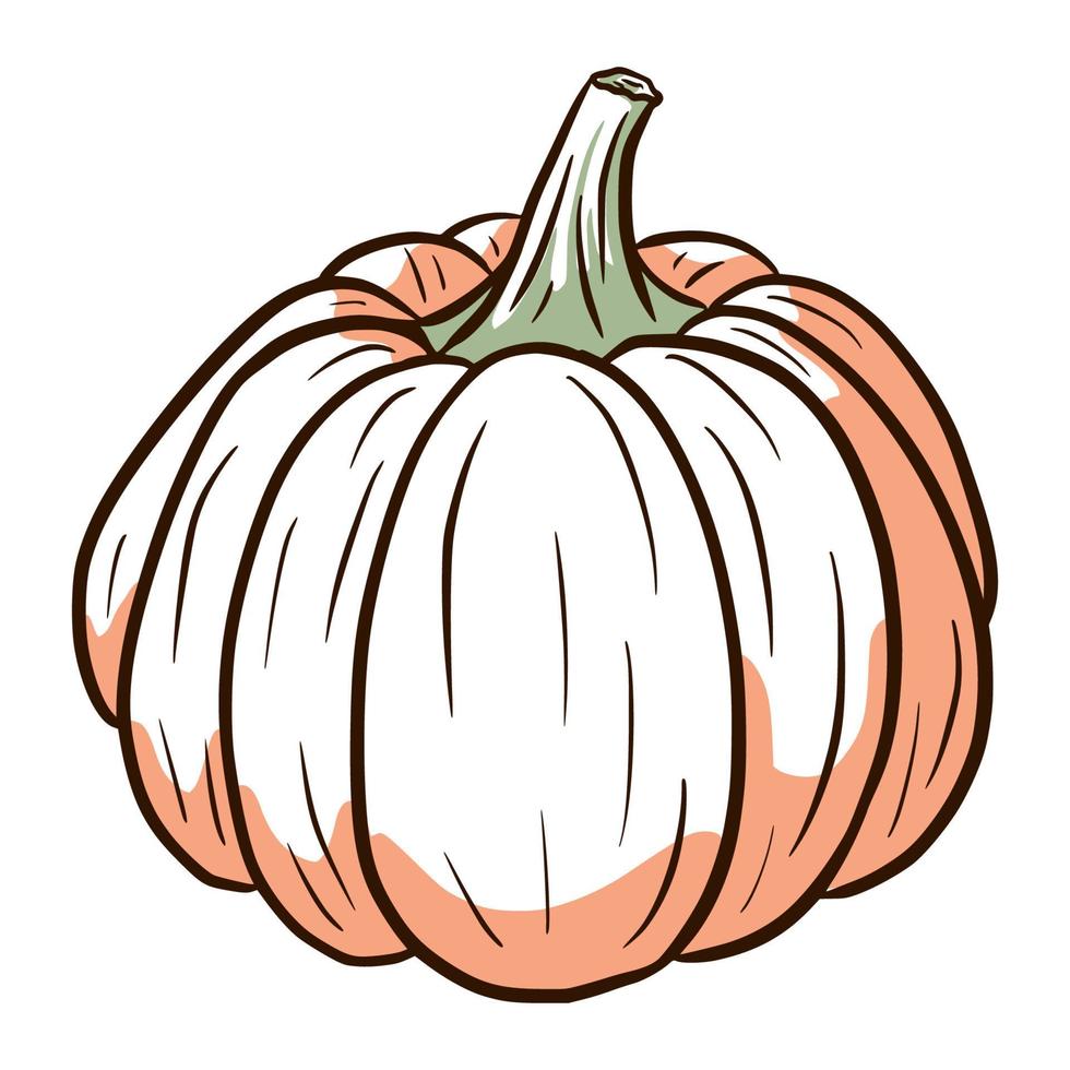 Ripe Gourd Image. Winter Squash Illustration. Hand drawn pumpkin sketch. Element for autumn decorative design, halloween invitation, harvest, sticker, print, logo, menu, recipe vector