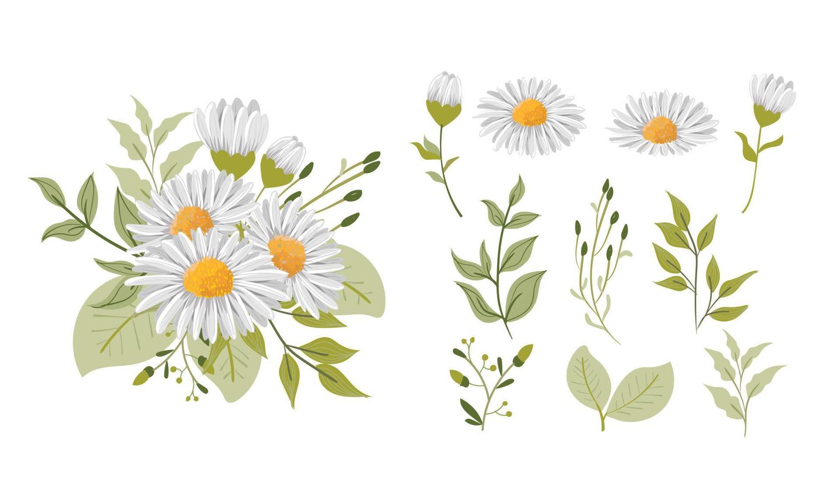 white daisy flower set vector