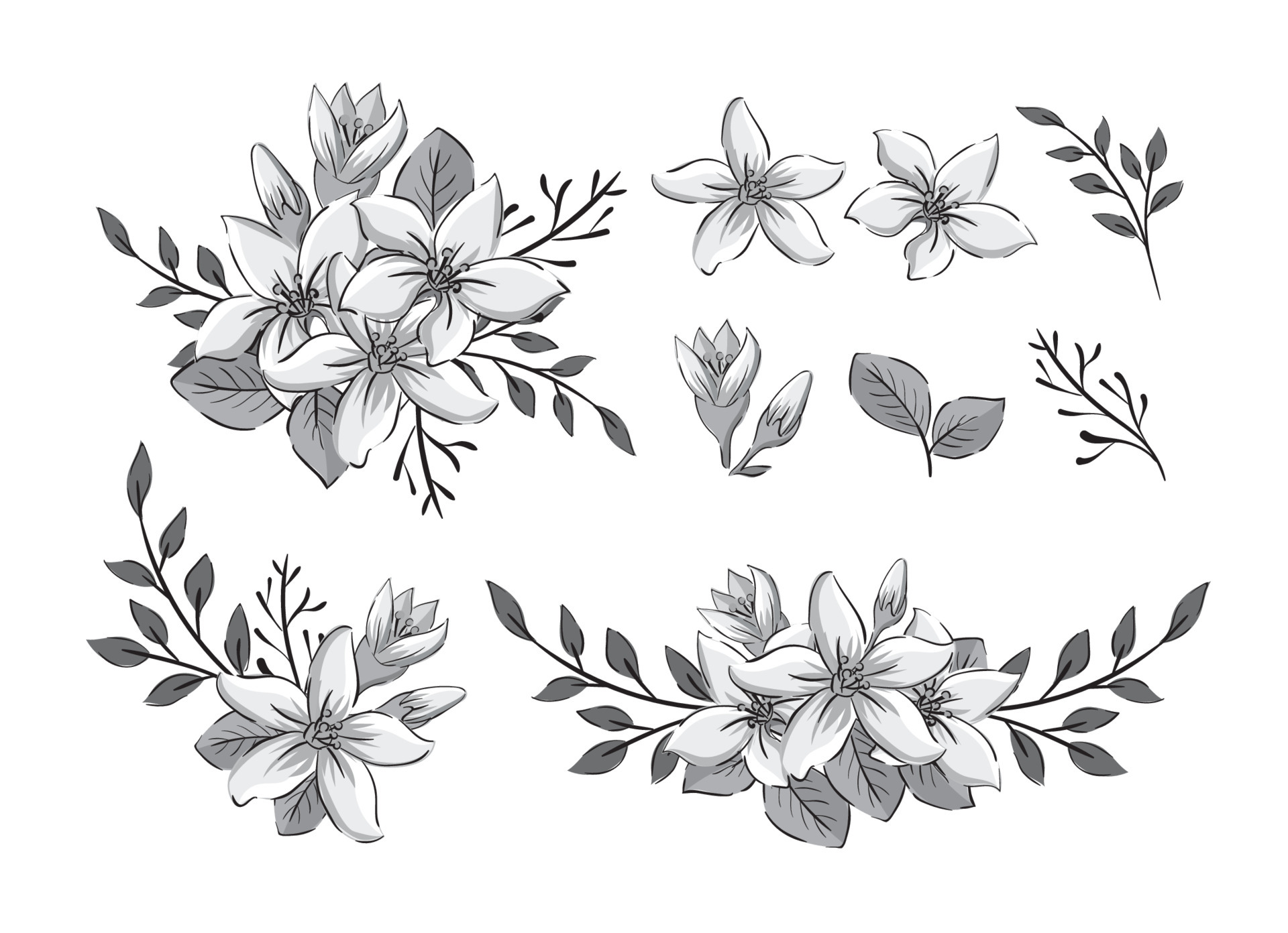 Jasmine Flower Vector Art, Icons, and Graphics for Free Download