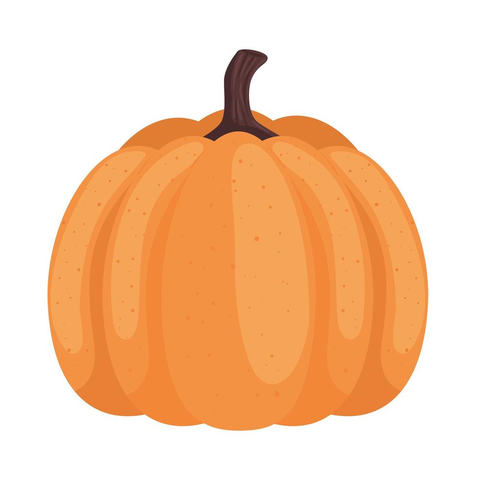 isolated pumpkin vegetable vector