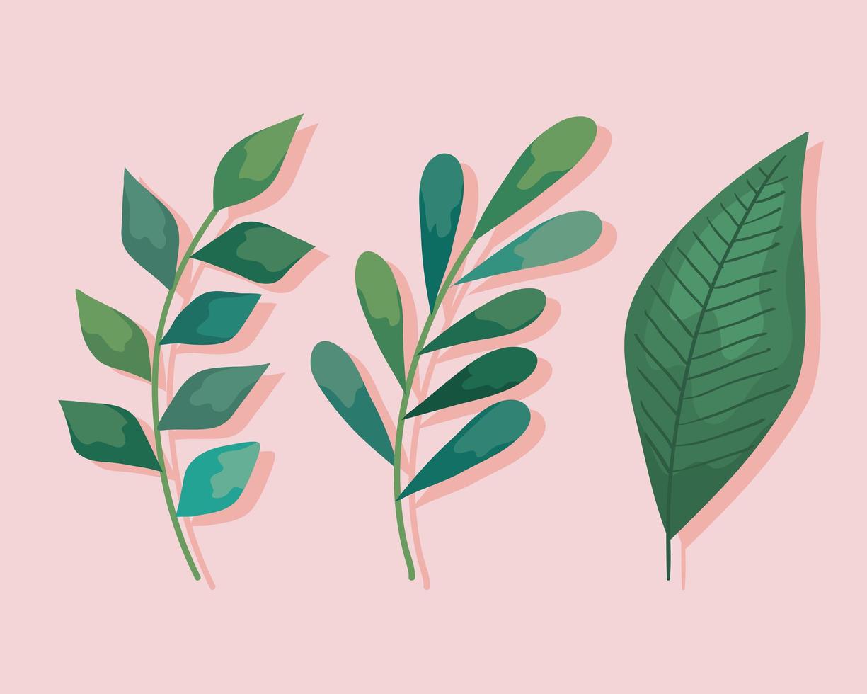 conjunto de hojas de plantas vector