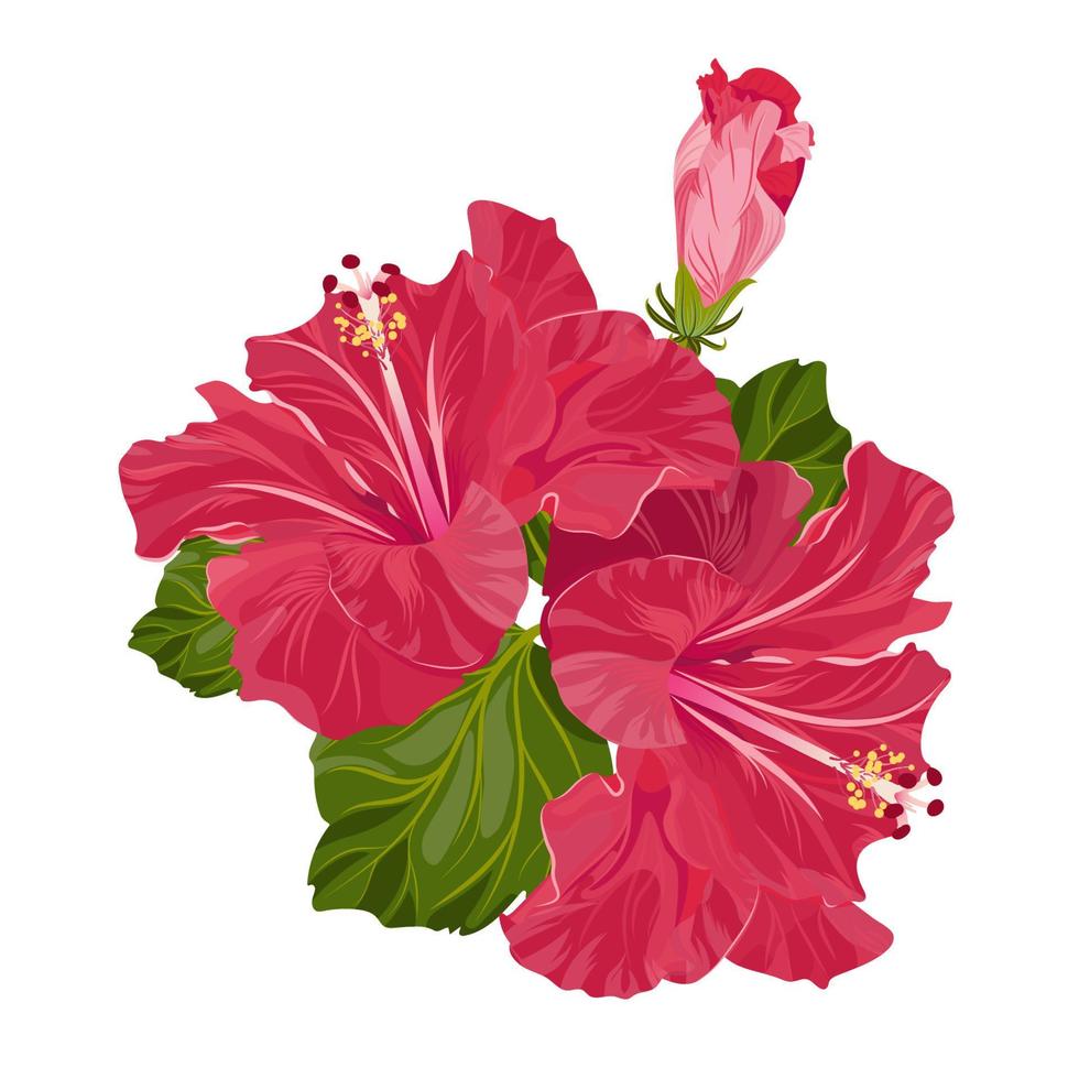 Red hibiscus flowers isolated on a white background. Herbal teas. Exotic flowers. Vector stock illustration.