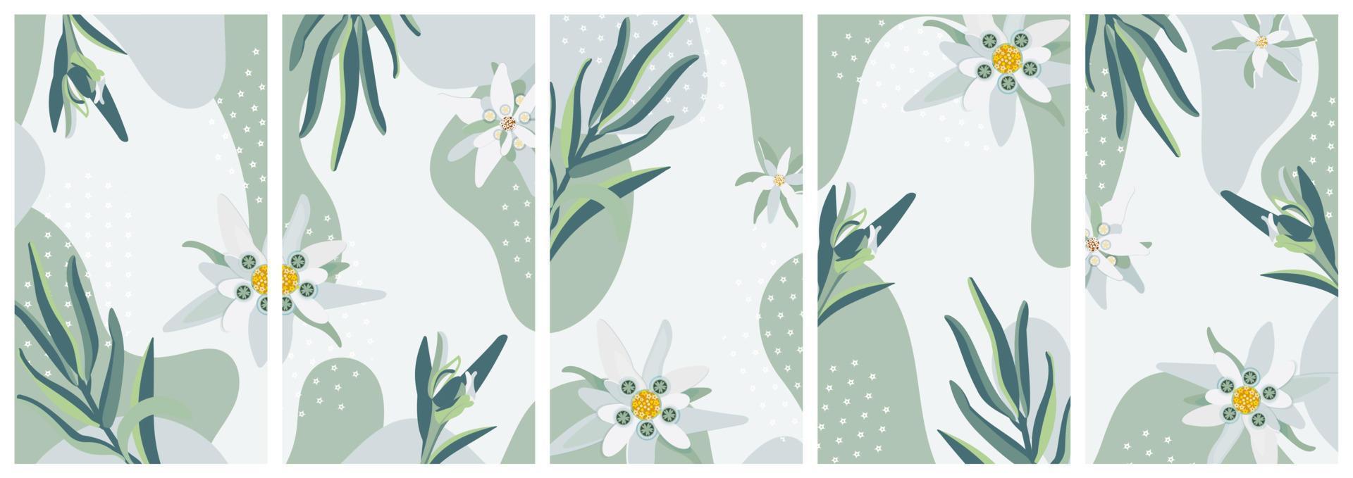 Edelweiss. Set of vector vertical isolated backgrounds  for social media stories, banner with copy space for text. Summer flower pattern. Stock vector illustration.