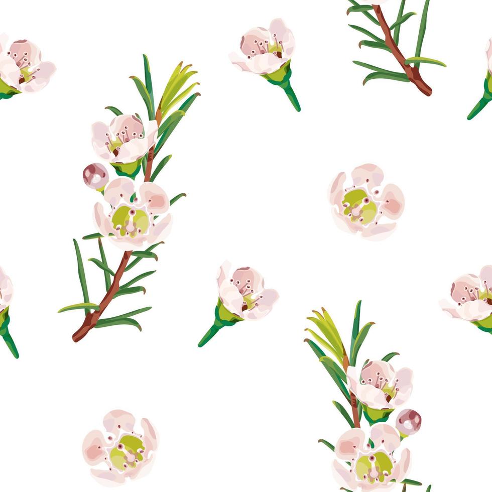 Waxflower, Geraldton Wax-flower. A seamless pattern with delicate pink flowers of a chamelaucium. Botanical pattern. Vector stock illustration on a white background.