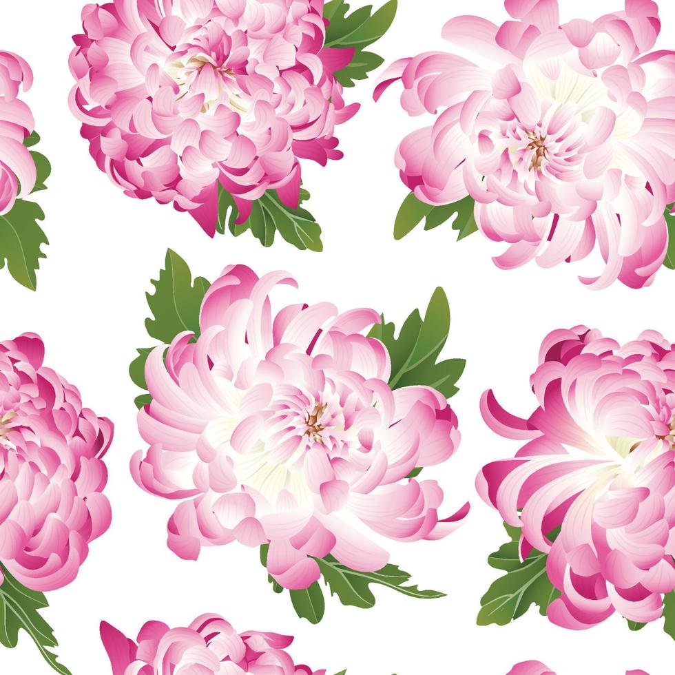 crisantemo. patrón sin fisuras con flores de crisantemo rosa sobre un fondo blanco. vector
