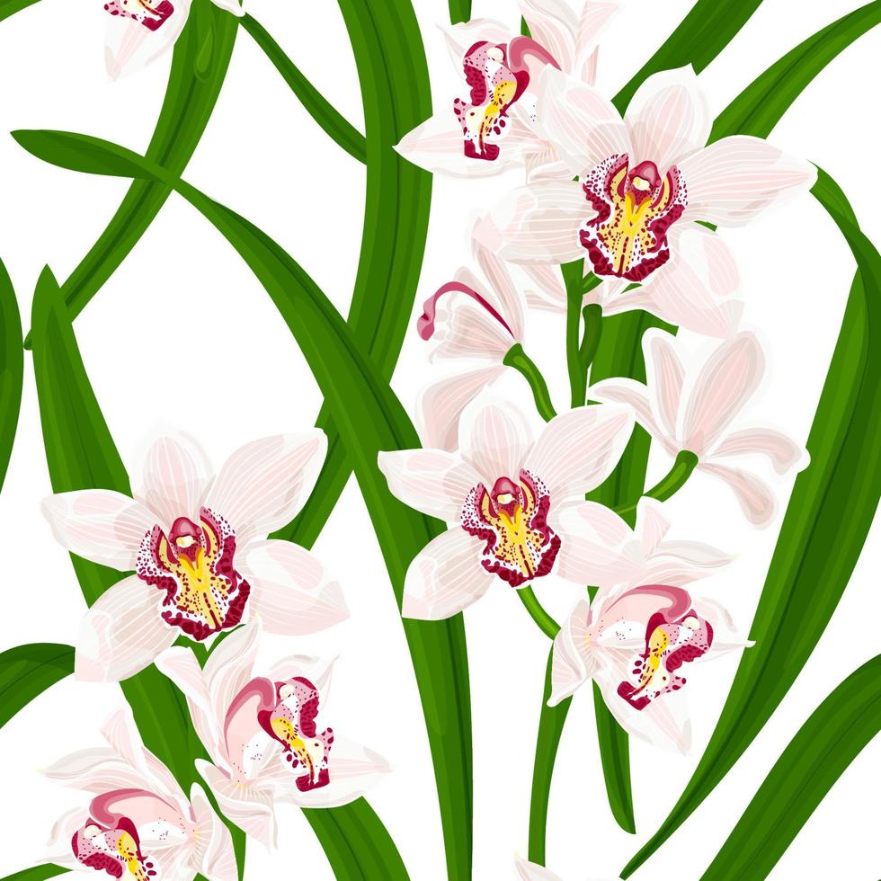 cymbidium. Patrón sin fisuras de verano tropical con flores y hojas de orquídeas exóticas. ilustración vectorial de stock sobre un fondo blanco. vector