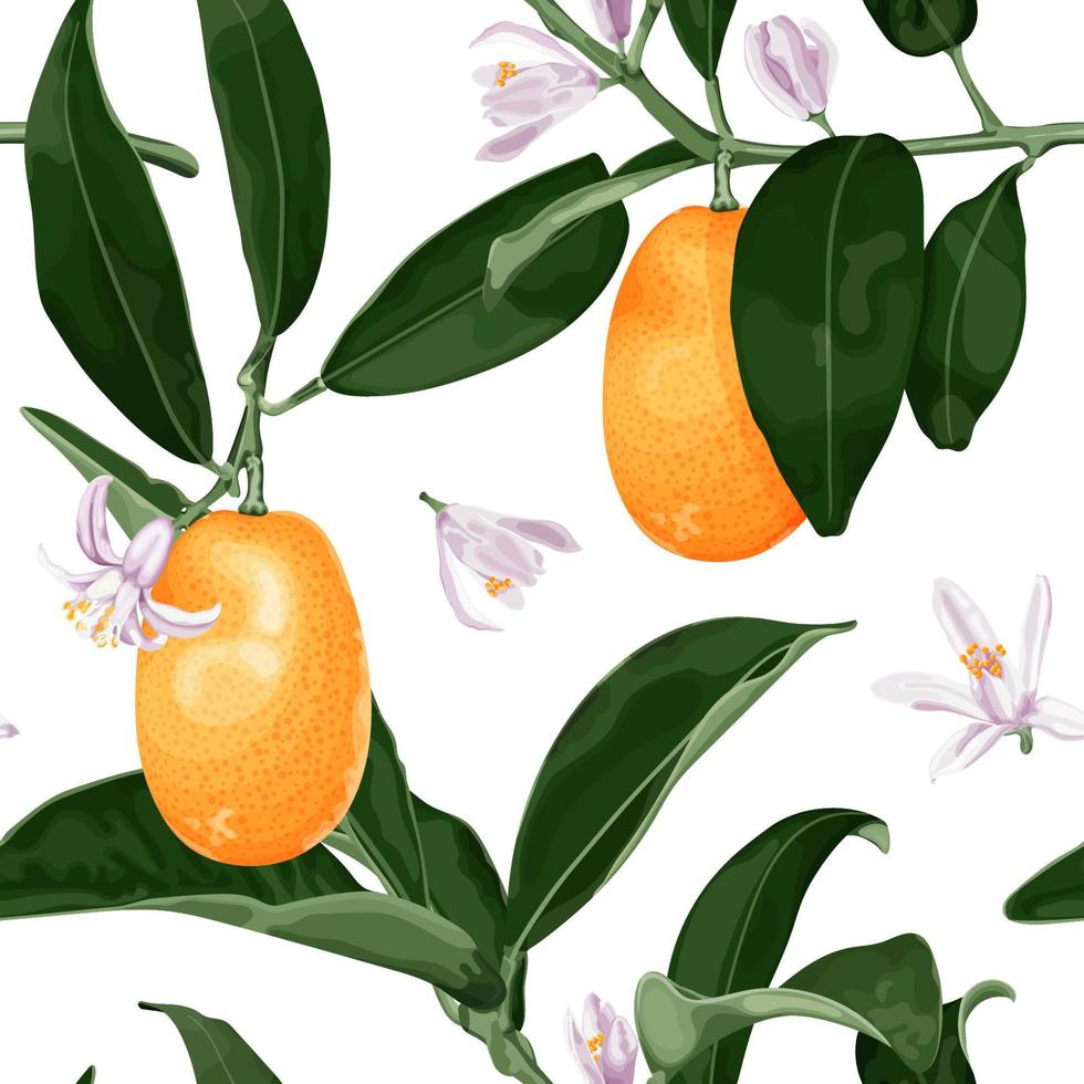 exótico de patrones sin fisuras con frutas, flores y hojas de kumquat. fruta tropical fortunella. ilustración vectorial de stock aislado sobre fondo blanco. vector