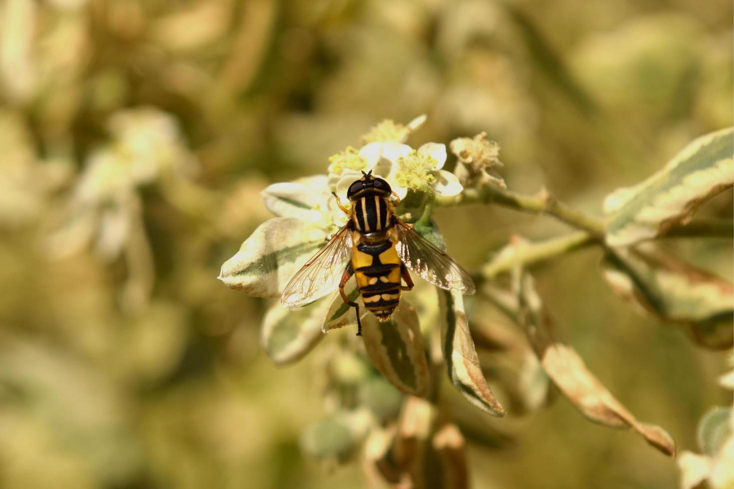 a wasp is sitting on a branch photo