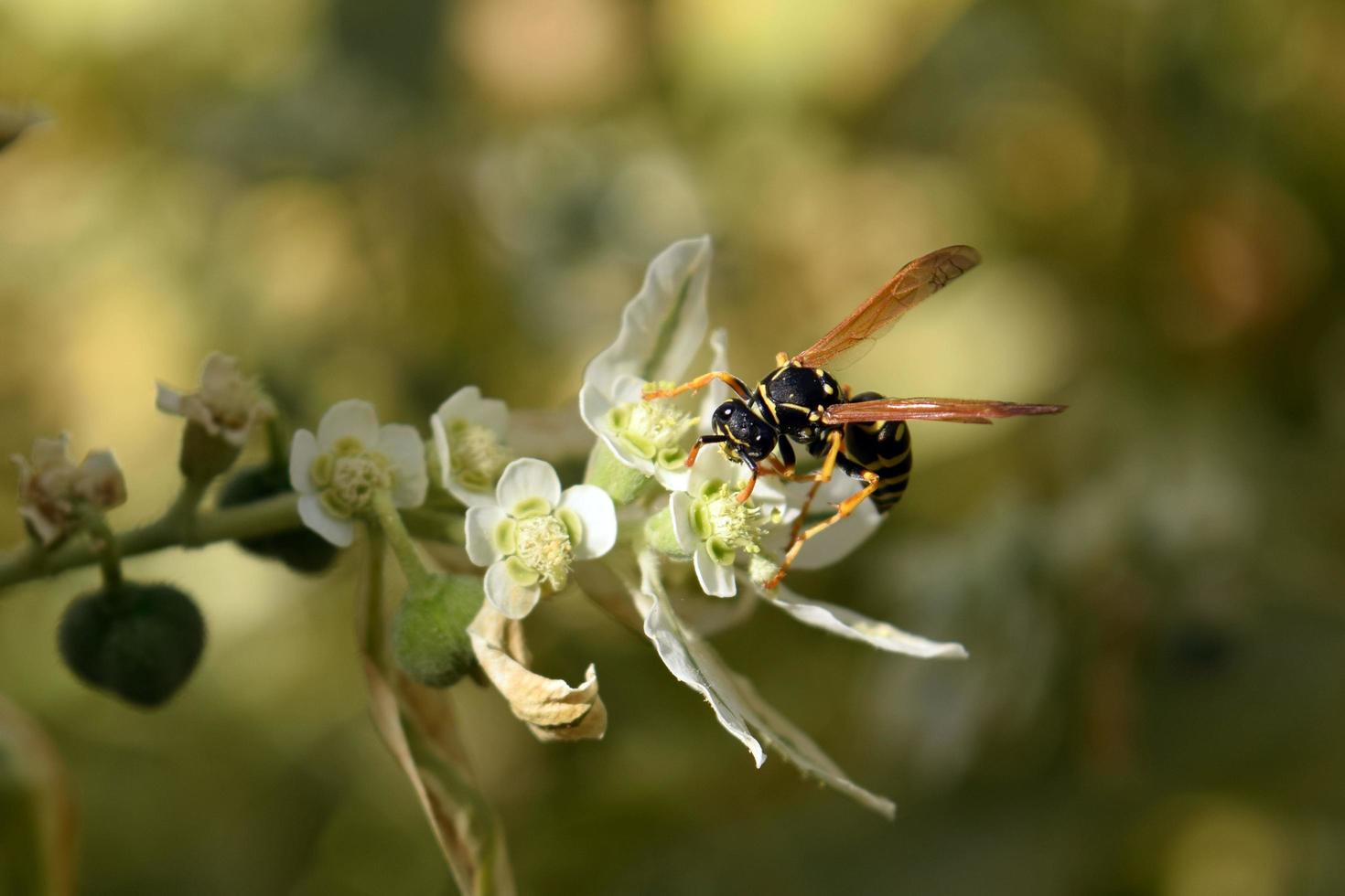 a wasp is sitting on a branch photo