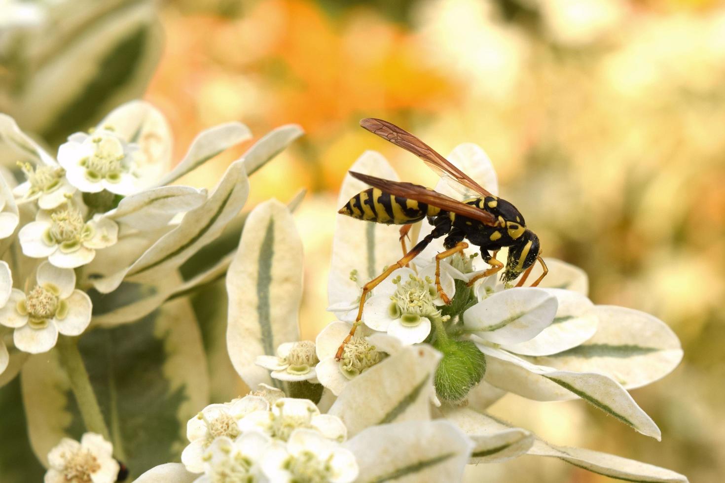 a wasp is sitting on a branch photo