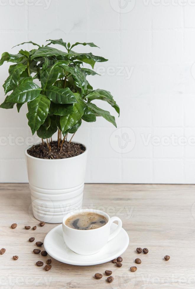 brotes de árbol de planta de café en una olla, taza de café y granos de café tostados foto