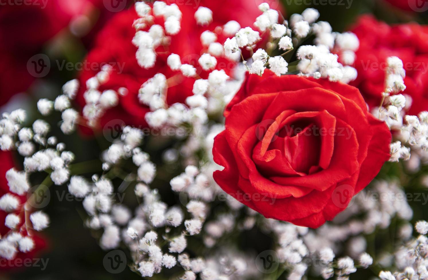 Valentine  red roses bouquet photo