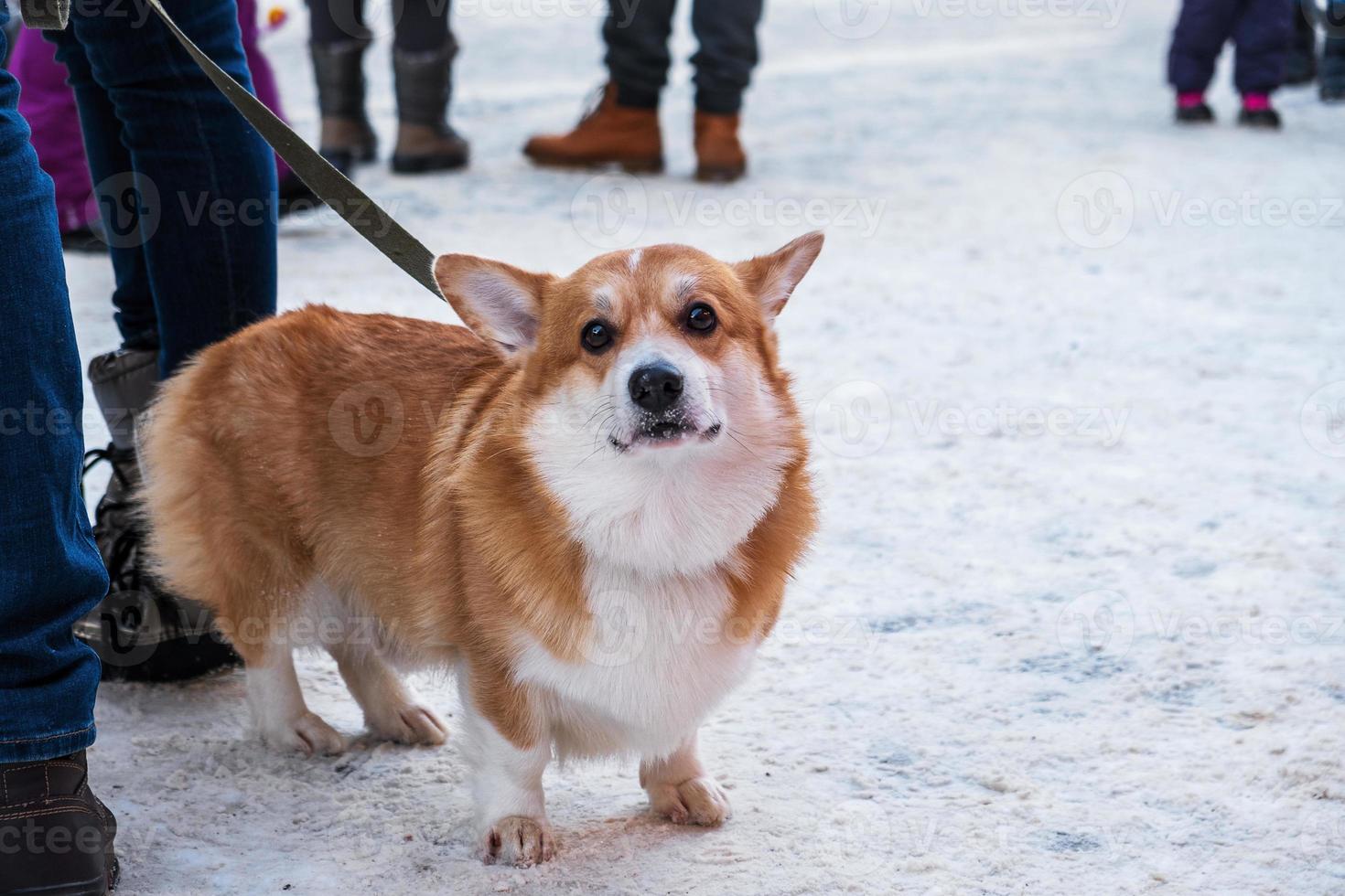 Pembroke Welsh Corgi perro está con correa en la nieve junto a su dueño foto