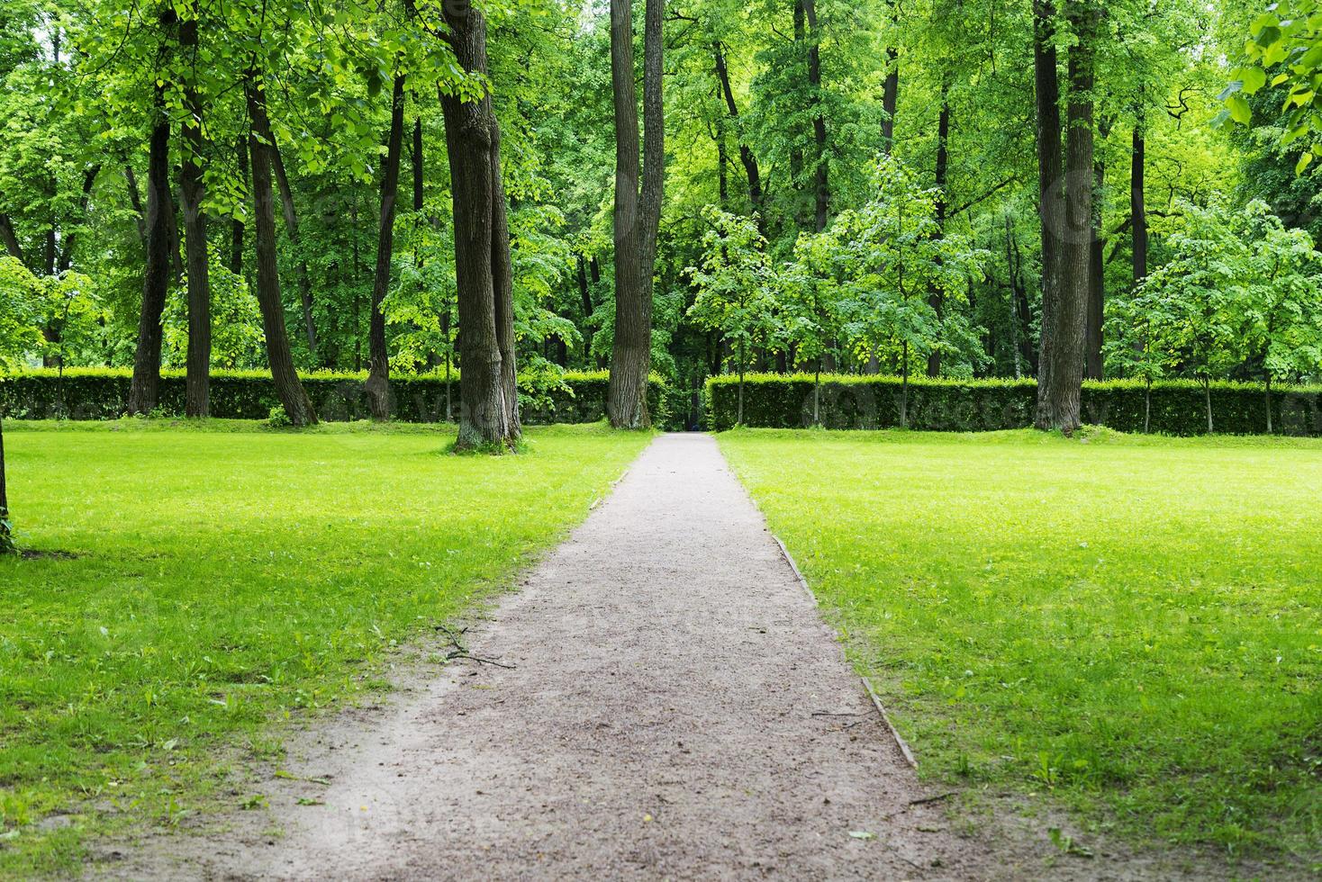 A small clearing with trees, lawn and path. photo