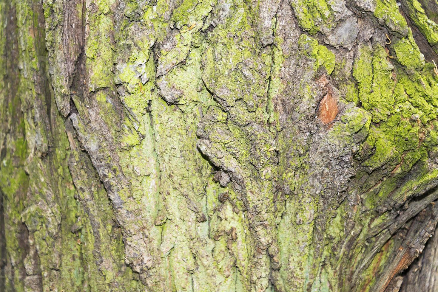 Tree trunk closeup on a summer day. photo