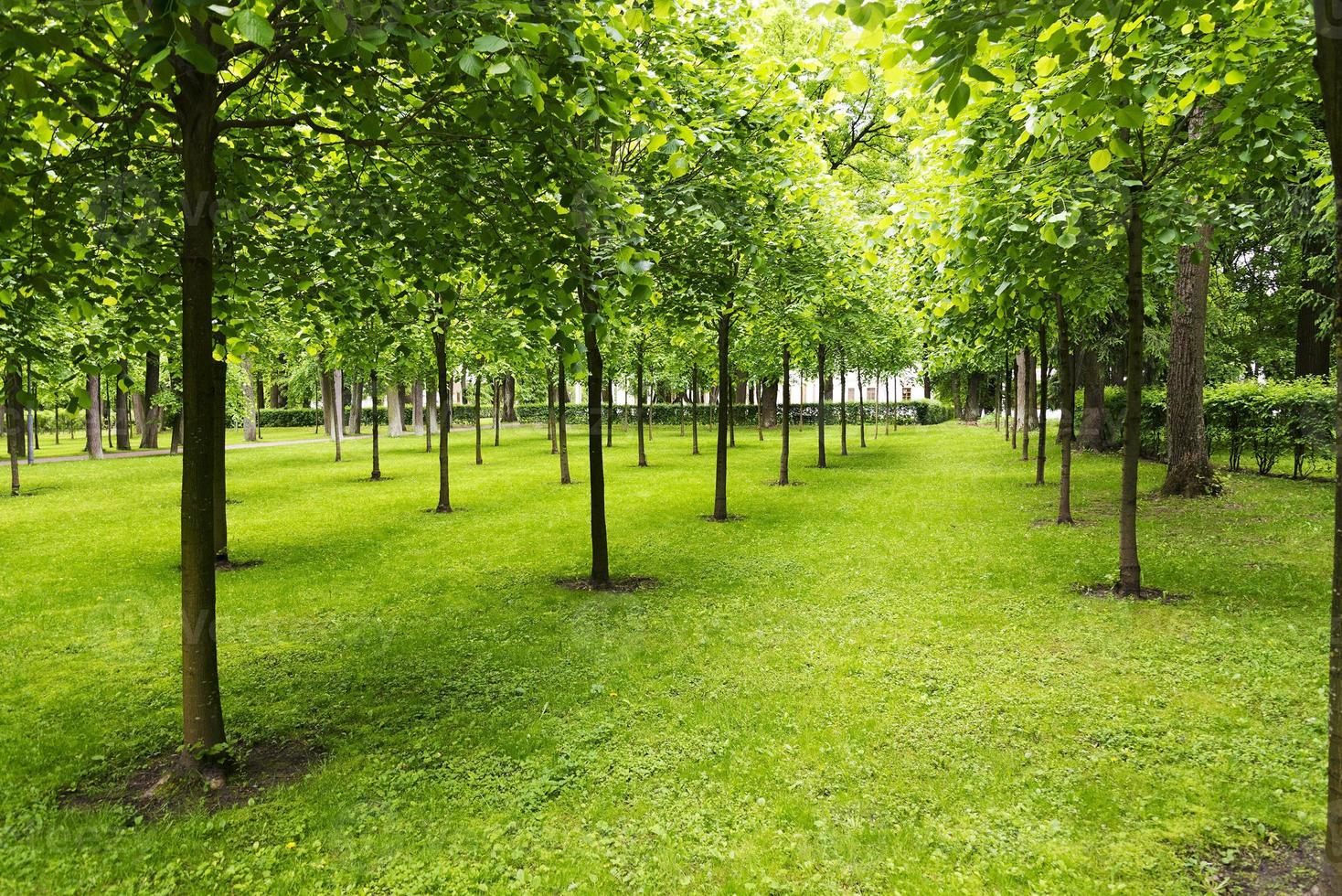 Trees in a meadow with lawn. photo