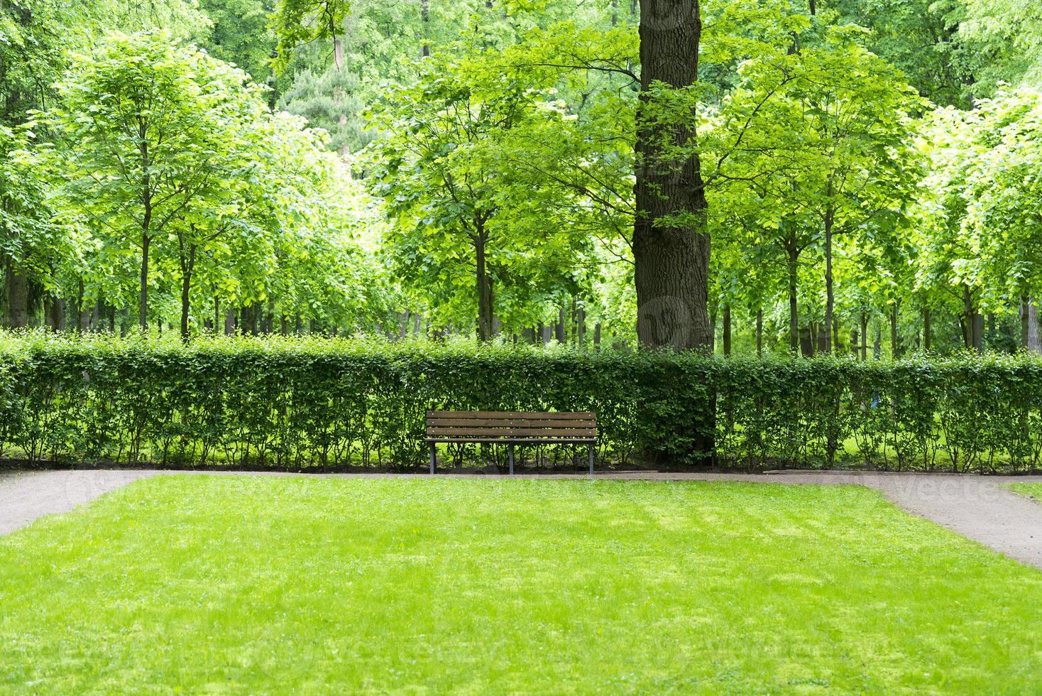 wooden bench in park near bushes and trees photo