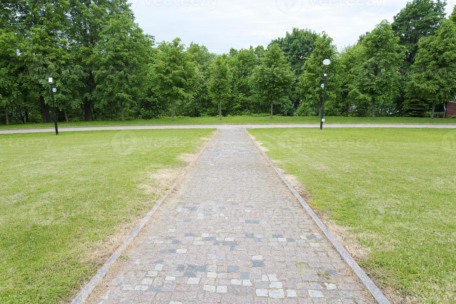 The trees along the walkway and lawn. photo