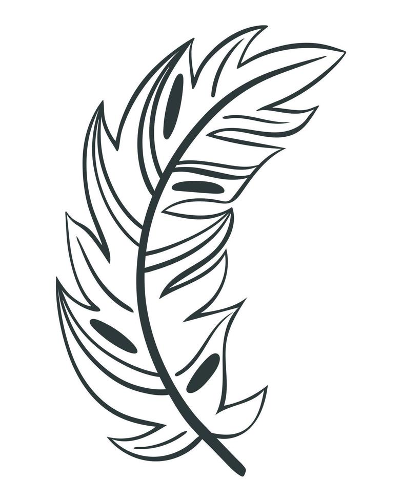 Curved beautiful bird feather vector illustration