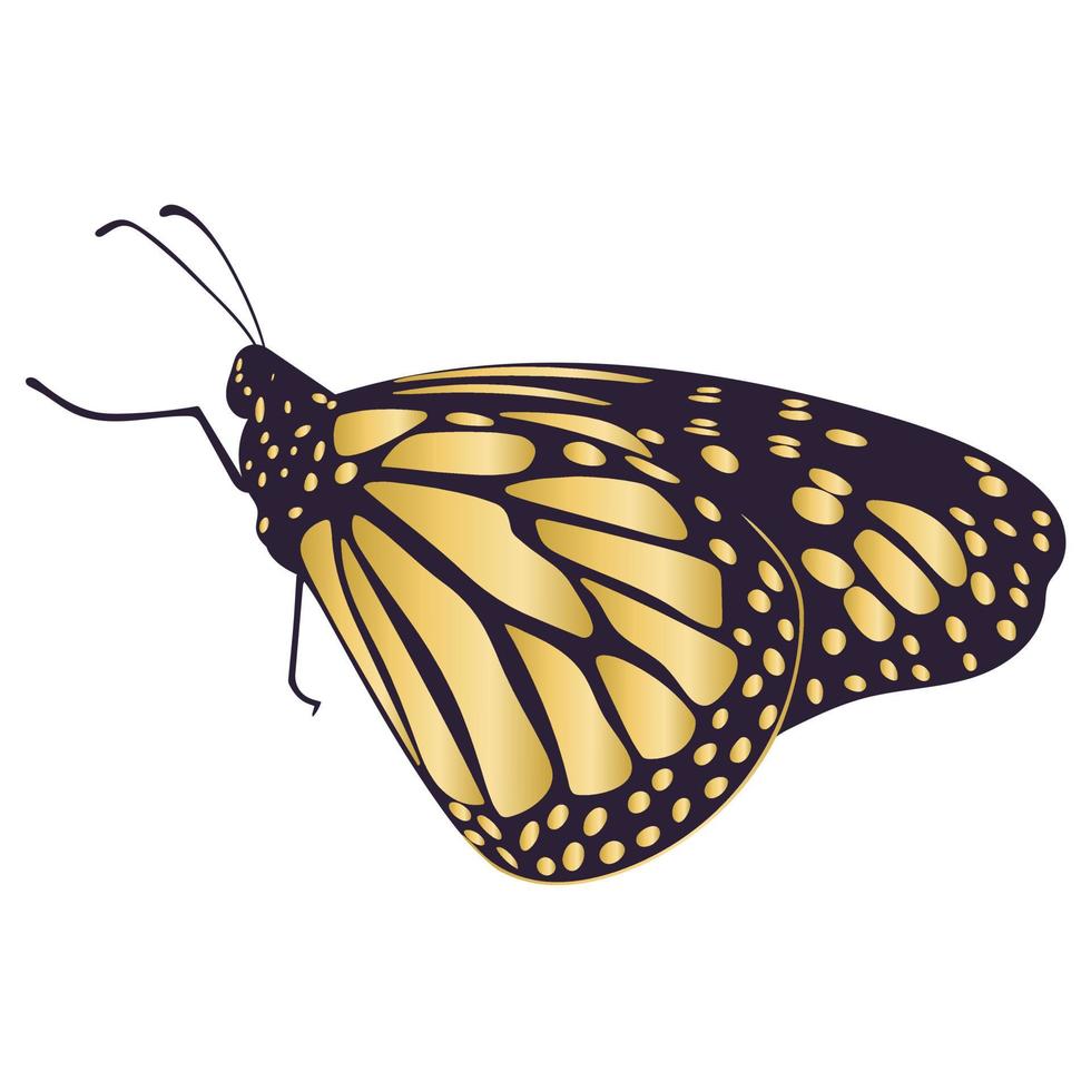 Beautiful gold butterfly isolated vector illustration