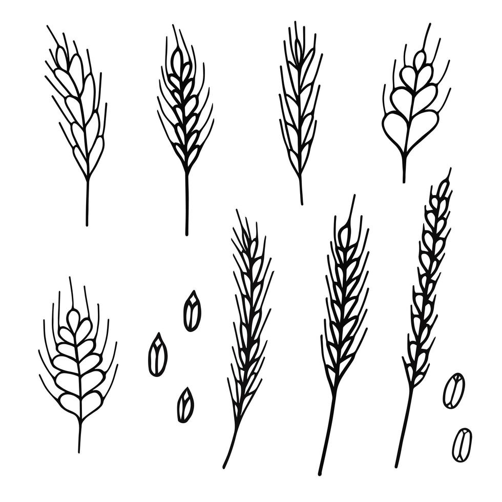 spikelets set.  Doodle illustration for printing, backgrounds, wallpapers, covers, packaging, greeting cards, posters, stickers, textile and seasonal design. Isolated on white background. vector