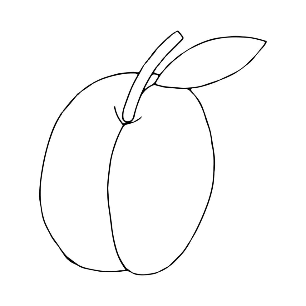 melocotón, con, garabato, hoja, illustration., contorno, dibujo, de, un, melocotón, aislado, en, un, blanco, fondo., tropical, fruit., dibujo a mano, con, un, línea vector