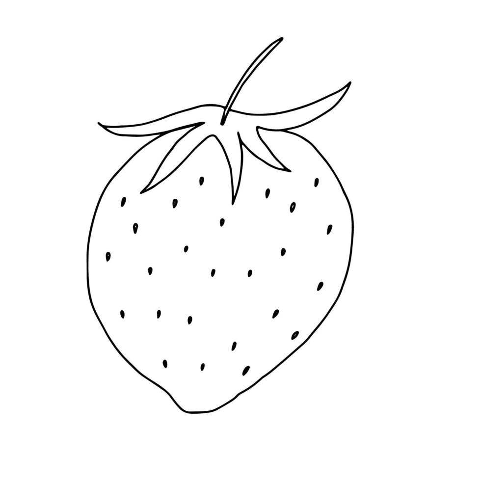 Strawberry with a Doodle leaf illustration.Contour drawing of a peach isolated on a white background.Tropical fruit.Hand drawing with a line.Vector illustration vector