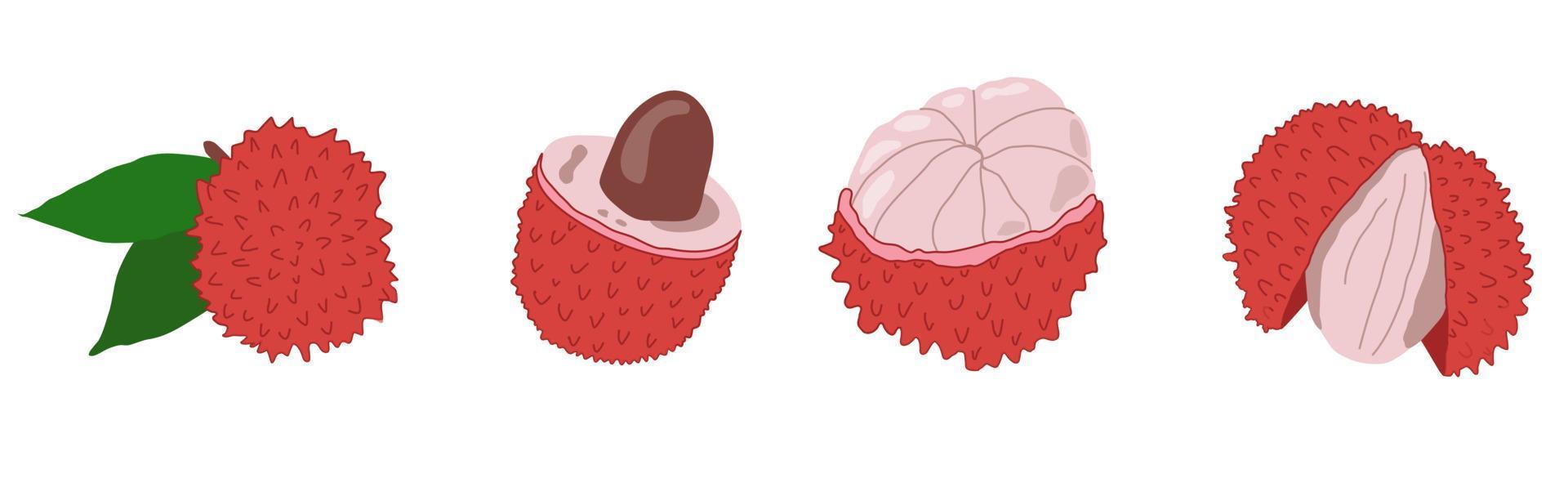 Ilustración de vector de fruta lichi exótica. conjunto de lichis pelados y sin pelar dibujados a mano. litchi fruta china. delicioso postre asiático.