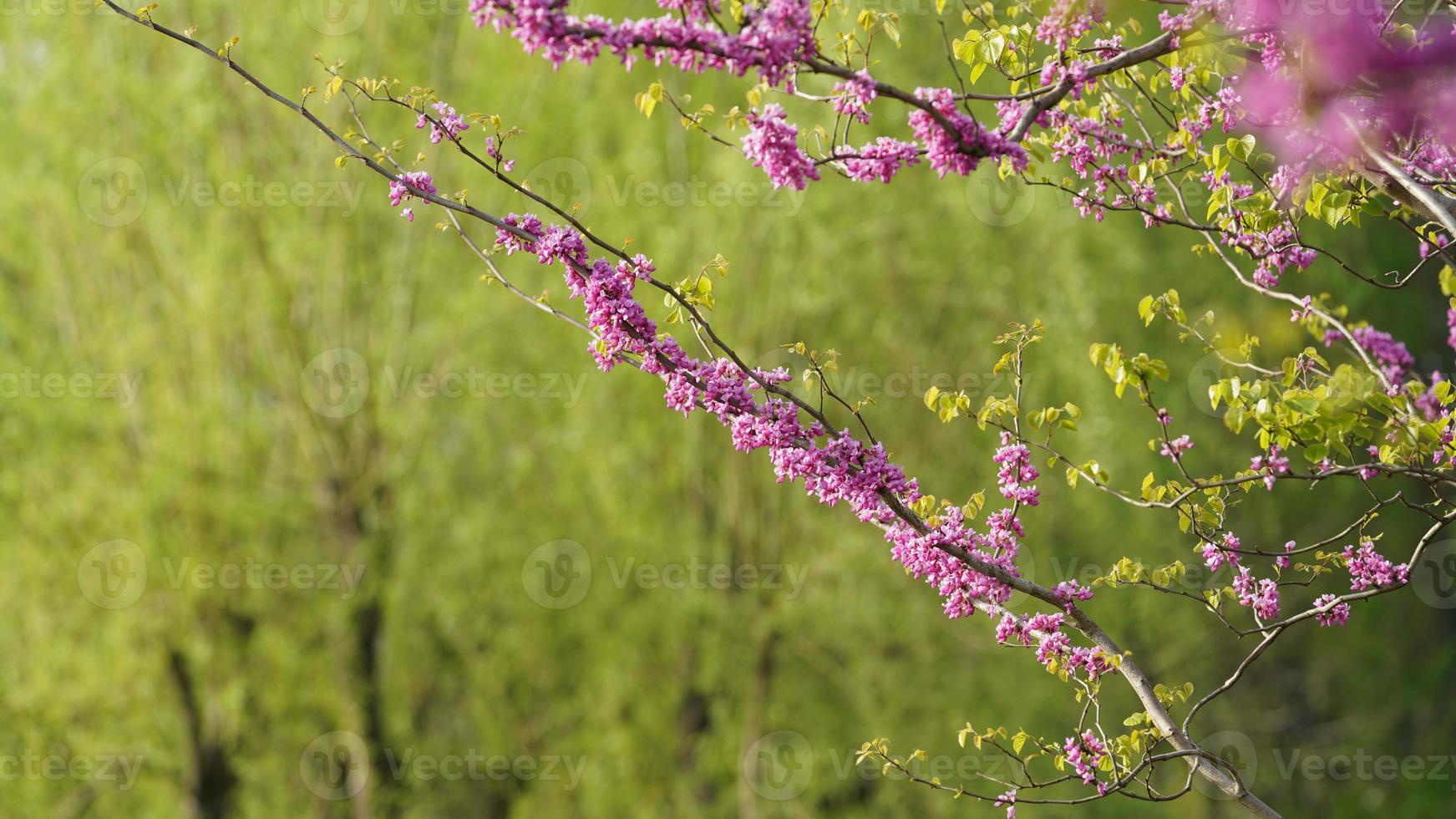 The beautiful spring landscape in the forest with the fresh green trees and the warm sunlight photo