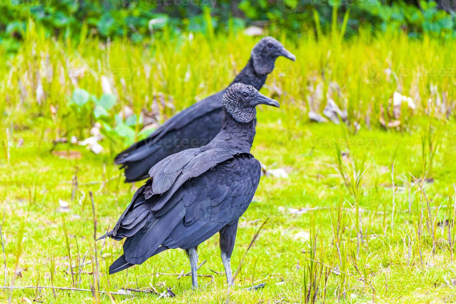 Tropical Black Vultures on Mangrove Pouso Beach Ilha Grande Brazil. photo